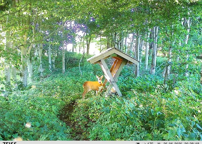 Naturskont Naer Vikingecenter, Se Og Oplev Den Gamle By Ribe